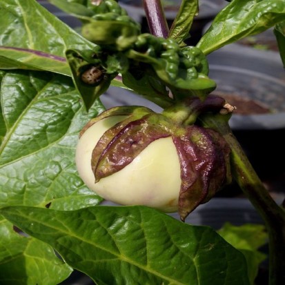 Musugu Brinjal (Desi)