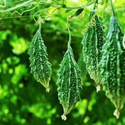 Bitter Gourd Green